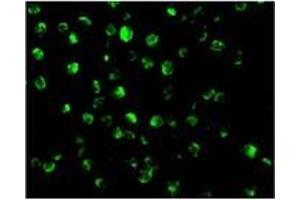 Immunofluorescence (IF) image for anti-Apoptosis-Inducing Factor, Mitochondrion-Associated, 1 (AIFM1) (N-Term) antibody (ABIN499235)