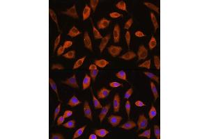 Immunofluorescence analysis of L929 cells using EIF2B4 Rabbit pAb (ABIN7267037) at dilution of 1:100.