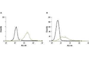 Cell surface detection of STIM1 in intact RBL (A) and Jurkat (B) cells. (STIM1 抗体  (Extracellular, N-Term))