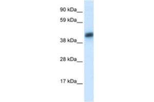 Western Blotting (WB) image for anti-Asialoglycoprotein Receptor 1 (ASGR1) antibody (ABIN2460813) (Asialoglycoprotein Receptor 1 抗体)