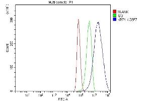 Flow Cytometry analysis of U87 cells using anti-Neuropilin 1 antibody (ABIN7601920). (Neuropilin 1 抗体  (AA 504-827))