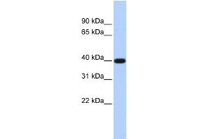 WB Suggested Anti-PAP2D Antibody Titration:  0. (LPPR5 抗体  (N-Term))