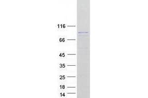 Western Blotting (WB) image for RAD54-Like (RAD54L) (Transcript Variant 2) protein (Myc-DYKDDDDK Tag) (ABIN2730417)