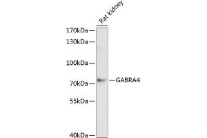 Western blot analysis of extracts of rat kidney, using G antibody (ABIN1679929, ABIN3018216, ABIN3018217 and ABIN6220403) at 1:1000 dilution. (GABRA4 抗体  (AA 36-258))