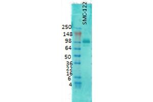 Western Blot analysis of Rat brain membrane lysate showing detection of PSD95 protein using Mouse Anti-PSD95 Monoclonal Antibody, Clone 6G6 . (DLG4 抗体  (PE))