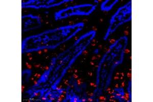 Immunofluorescence of paraffin embedded mouse small intestine using Znt1 (ABIN7075672) at dilution of 1:650 (300x lens) (SLC30A1 抗体)