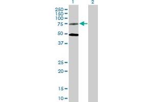 Western Blot analysis of GPR50 expression in transfected 293T cell line by GPR50 MaxPab polyclonal antibody. (GPR50 抗体  (AA 1-617))
