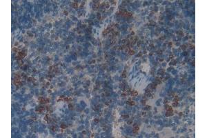 DAB staining on IHC-P; Samples: Rat Spleen Tissue (Myeloperoxidase 抗体  (AA 134-263))