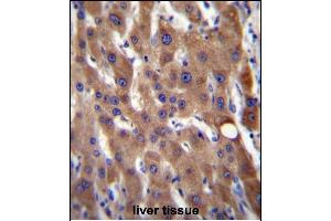 CIB4 Antibody (N-term) (ABIN656522 and ABIN2845791) immunohistochemistry analysis in formalin fixed and paraffin embedded human liver tissue followed by peroxidase conjugation of the secondary antibody and DAB staining. (CIB4 抗体  (N-Term))