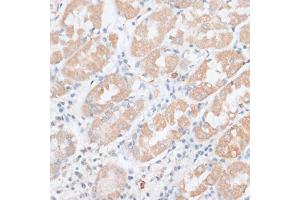 Immunohistochemistry of paraffin-embedded human stomach using PAEP antibody (ABIN6292222) at dilution of 1:100 (40x lens). (PAEP 抗体)