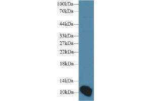 Western Blot; Sample: Mouse Placenta lysate; Primary Ab: 1µg/ml Rabbit Anti-Mouse ARTN Antibody Second Ab: 0. (ARTN 抗体  (AA 112-224))