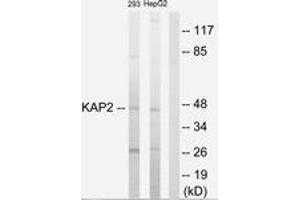 Western blot analysis of extracts from 293/HepG2 cells, using KAP2 Antibody. (LOC100281554 抗体  (AA 41-90))