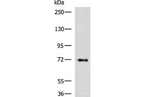 Western blot analysis of HepG2 cell lysate using TTLL10 Polyclonal Antibody at dilution of 1:850 (TTLL10 抗体)