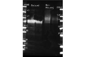 Goat anti Glucose Oxidase antibody was used to detect Glucose Oxidase under reducing and non-reducing conditions. (Glucose Oxidase 抗体)