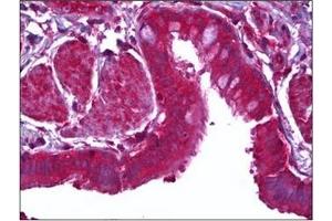 Immunohistochemistry (IHC) image for anti-Milk Fat Globule-EGF Factor 8 Protein (MFGE8) antibody (ABIN953127)