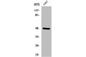 Western Blot analysis of COS7 cells using Endophilin B2 Polyclonal Antibody (SH3GLB2 抗体  (Internal Region))