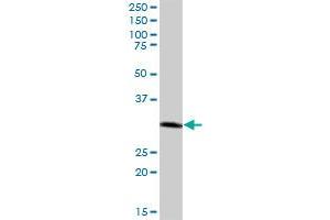 CTSZ MaxPab polyclonal antibody. (Cathepsin Z 抗体  (AA 1-303))