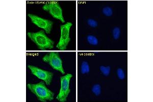 ABIN5539538 Immunofluorescence analysis of paraformaldehyde fixed HeLa cells, permeabilized with 0.