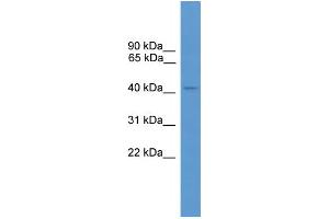 WB Suggested Anti-ARR3 Antibody Titration: 1. (ARR3 抗体  (C-Term))