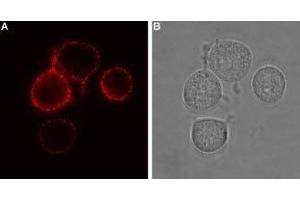 Immunocytochemistry (ICC) image for anti-Purinergic Receptor P2X, Ligand-Gated Ion Channel, 7 (P2RX7) (AA 136-152), (Extracellular) antibody (ABIN7043578)