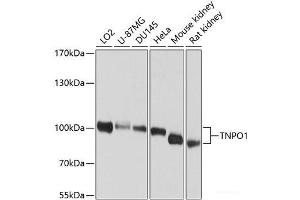 Western blot analysis of extracts of various cell lines using TNPO1 Polyclonal Antibody at dilution of 1:1000. (Transportin 1 抗体)