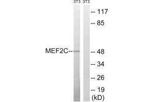 Western blot analysis of extracts from 3T3 cells, treated with starved (24hours), using MEF2C (Ab-396) antibody. (MEF2C 抗体  (Ser396))