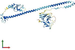 AlphaFold protein structure predicition of Mouse Recombinant Trim75 Protein, UniprotID Q3UWZ0