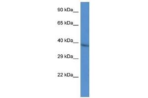 Western Blot showing CTSL2 antibody used at a concentration of 1 ug/ml against HepG2 Cell Lysate (Cathepsin L2 抗体  (N-Term))