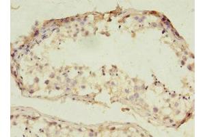 Immunohistochemistry of paraffin-embedded human testis tissue using ABIN7151144 at dilution of 1:100 (RNF133 抗体  (AA 65-167))