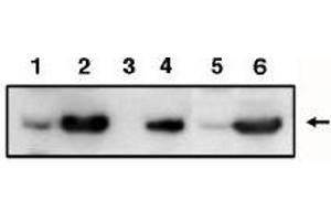 Image no. 1 for anti-Tumor Protein P53 Inducible Protein 3 (TP53I3) antibody (ABIN265005) (TP53I3 抗体)