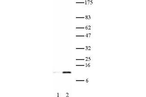 Histone H4K16ac antibody (pAb) tested by Western blot. (Histone H4 抗体  (acLys16))