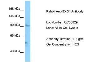 Host: Rabbit Target Name: EXO1 Sample Type: A549 Antibody Dilution: 1. (Exonuclease 1 抗体  (C-Term))