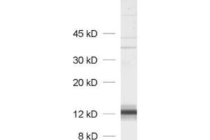 dilution: 1 : 1000, sample: P2 of rat pankreas (SYCN 抗体)