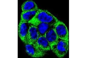Confocal immunofluorescent analysis of ATP6V1B1 Antibody (Center)(Cat#AP50306PU-N) with WiDr cell followed by Alexa Fluor 488-conjugated goat anti-rabbit lgG (green).