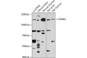 Western blot analysis of extracts of various cell lines, using CDHR1 antibody (ABIN7269730) at 1:1000 dilution. (PCDH21 抗体  (AA 20-300))