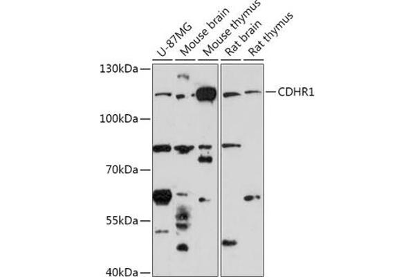 PCDH21 anticorps  (AA 20-300)