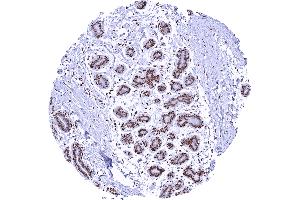Breast glands showing a moderate to strong GR positivity of myoepithelial and luminal cells
