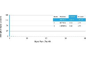 Protein Array (PAr) image for anti-Protein Phosphatase 1, Regulatory (Inhibitor) Subunit 1B (PPP1R1B) antibody (ABIN7456007) (DARPP32 抗体)