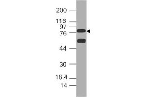 Image no. 1 for anti-delta-Like 1 (DLL1) (AA 506-714) antibody (ABIN5027155) (DLL1 抗体  (AA 506-714))