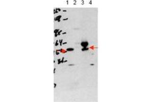 Image no. 1 for anti-Thyroid Hormone Receptor, alpha (THRA) (N-Term) antibody (ABIN300068) (THRA 抗体  (N-Term))