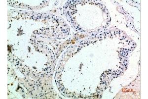 Immunohistochemical analysis of paraffin-embedded human-testis, antibody was diluted at 1:200 (PMCH 抗体  (AA 112-161))