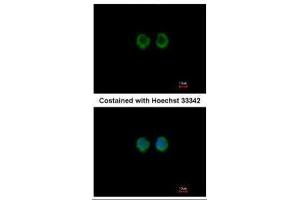 ICC/IF Image Immunofluorescence analysis of methanol-fixed A549, using RAGE, antibody at 1:100 dilution. (MOK 抗体)