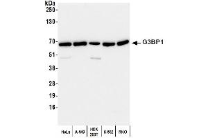 Western Blotting (WB) image for anti-GTPase Activating Protein (SH3 Domain) Binding Protein 1 (G3BP1) (AA 275-325) antibody (ABIN7450265) (G3BP1 抗体  (AA 275-325))