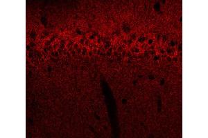 Indirect immunostaining of a rat hippocampus section fixed with 4 % PFA and 15 % picric acid (dilution 1 : 500). (GABRB1 抗体  (AA 342-430))