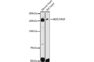 Western blot analysis of extracts of various cell lines, using REST/NRSF antibody (ABIN6133458, ABIN6146870, ABIN6146872 and ABIN6222980) at 1:500 dilution. (REST 抗体  (AA 760-1060))