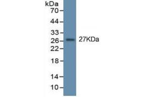Mouse Capture antibody from the kit in WB with Positive Control: Eukaryotic TNFa protein. (TNF alpha ELISA 试剂盒)