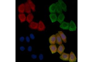 ABIN7096269 and ABIN7100331 staining Hela cells(45 min of heat-shock treatment) by IF/ICC. (SHCBP1L 抗体)