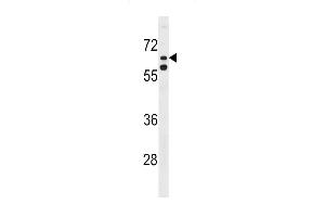 KLHL38 Antibody (N-term) (ABIN1539592 and ABIN2848515) western blot analysis in Hela cell line lysates (35 μg/lane). (KLHL38 抗体  (N-Term))