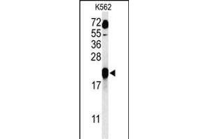 Western blot analysis of GAGE7 Antibody (C-term) (ABIN653712 and ABIN2843026) in K562 cell line lysates (35 μg/lane). (G Antigen 7 抗体  (C-Term))