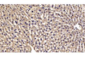 Detection of NOTCH2NL in Mouse Liver Tissue using Polyclonal Antibody to Notch2 N-Terminal Like Protein (NOTCH2NL)